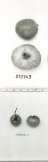 Click for 1 image(s) for this accession. FRUIT